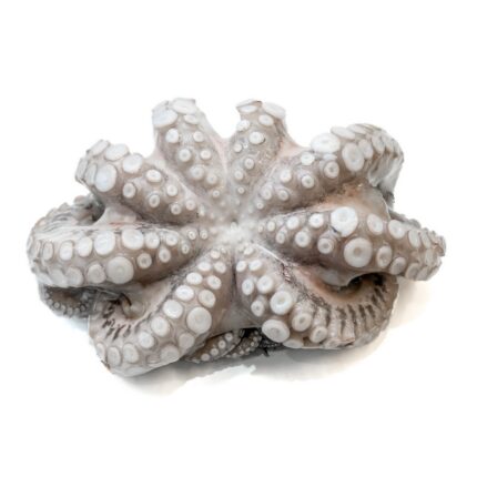 Notopoulos Katepsygmena Psaria kai thalassina