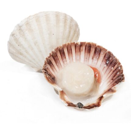 Notopoulos Katepsygmena Psaria kai thalassina