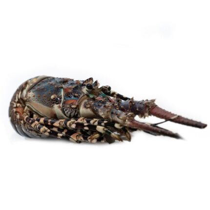 Notopoulos Katepsygmena Psaria kai thalassina