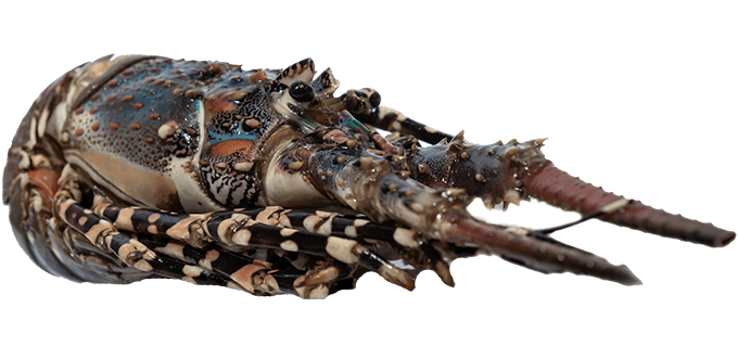 notopoulos ketepsygmena psaria kai thalassina