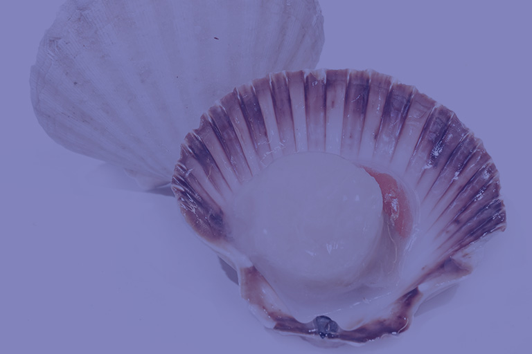 Notopoulos Katepsygmena Ostrakoeidh