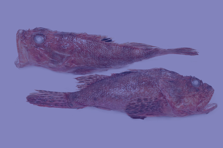 Notopoulos Katepsygmena Psaria